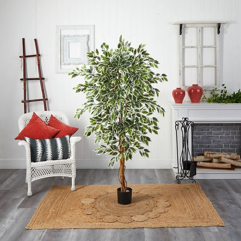 6ft. Potted Hawaiian Ficus Tree