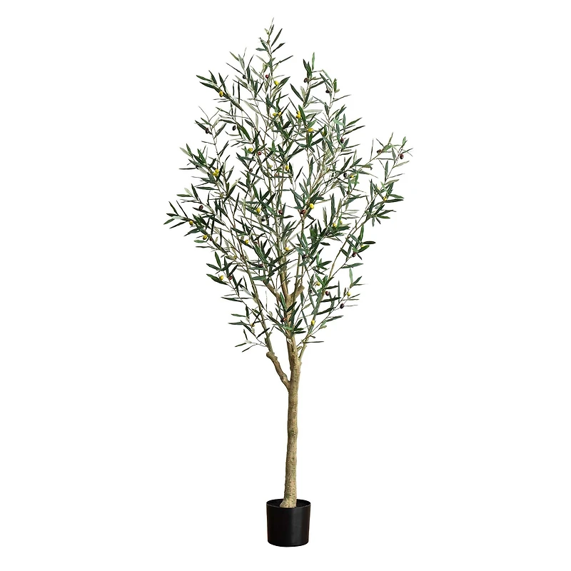 7ft. Potted Greco Olive Tree