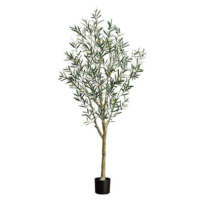 7ft. Potted Greco Olive Tree