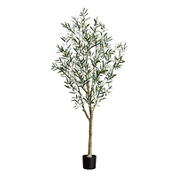 7ft. Potted Greco Olive Tree
