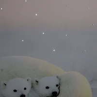 Fiber Optic Mama Polar Bear & Cubs Canvas Wall Art