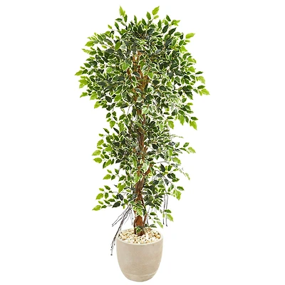 5ft. Ficus Tree in Sandstone Planter