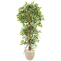 5ft. Ficus Tree in Sandstone Planter