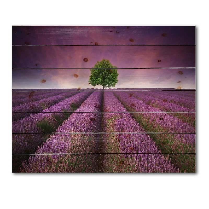 Designart - Stunning Lavender Field Summer Sunset With Tree
