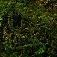 SuperMoss® Preserved Moss