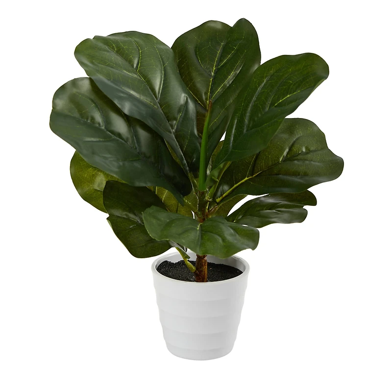 11" Fiddle Leaf Fig Plant in Decorative White Planter