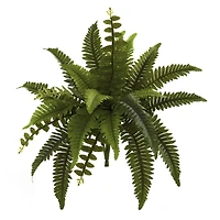 Boston Fern, 6ct.