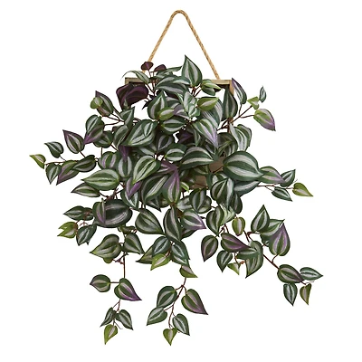 20" Wandering Jew Arrangement in Decorative Hanging Frame
