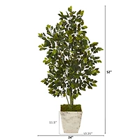 4.3ft. Ficus Tree in Country White Planter 