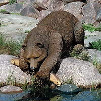 Design Toscano 17" Catch of the Day Grand Bear Sculpture