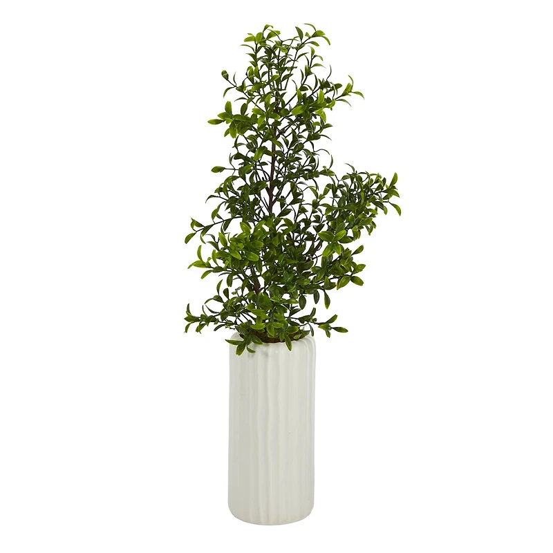 20'' Boxwood Plant in White Planter