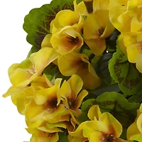Yellow Geranium Bush, 4ct.