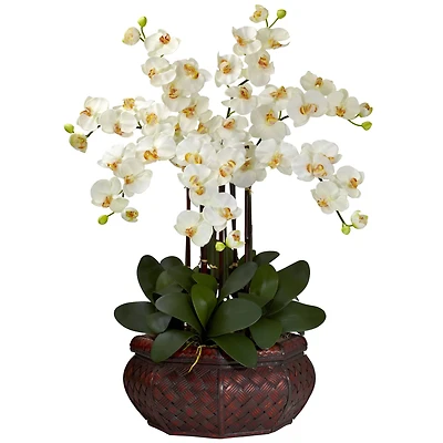 2.5ft. Potted Large Moth Orchid Arrangement