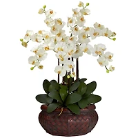 2.5ft. Potted Large Moth Orchid Arrangement