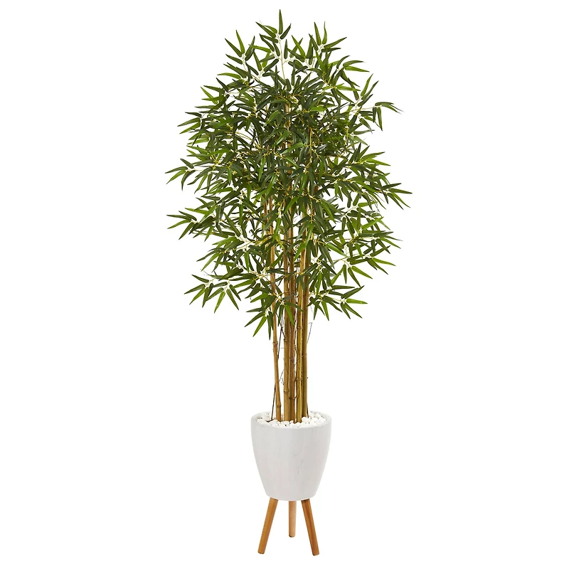 6ft. Multi Bambusa Bamboo Tree in White Planter with Stand