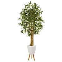 6ft. Multi Bambusa Bamboo Tree in White Planter with Stand