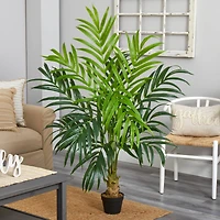 5ft. Potted Kentia Palm Tree