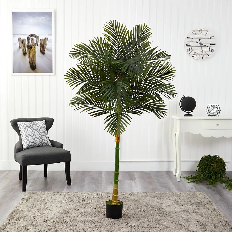 6ft. Potted Golden Cane Palm Tree