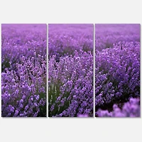 Designart - Blooming Purple Lavender Field