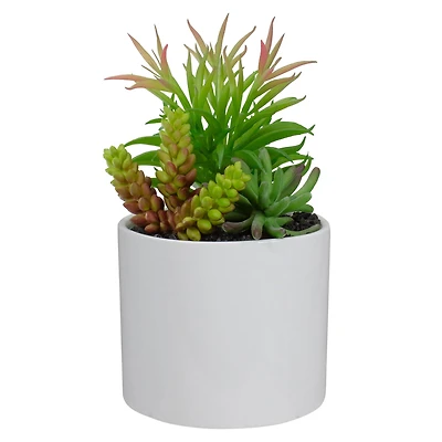 9" Succulent Arrangement in White Ceramic Pot