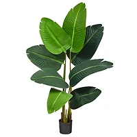 3.5ft. Potted Travelers Palm Tree