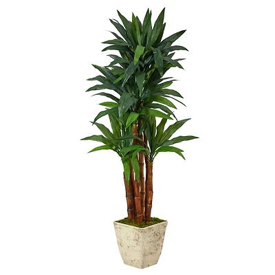 5ft. Dracaena Tree in Country White Planter