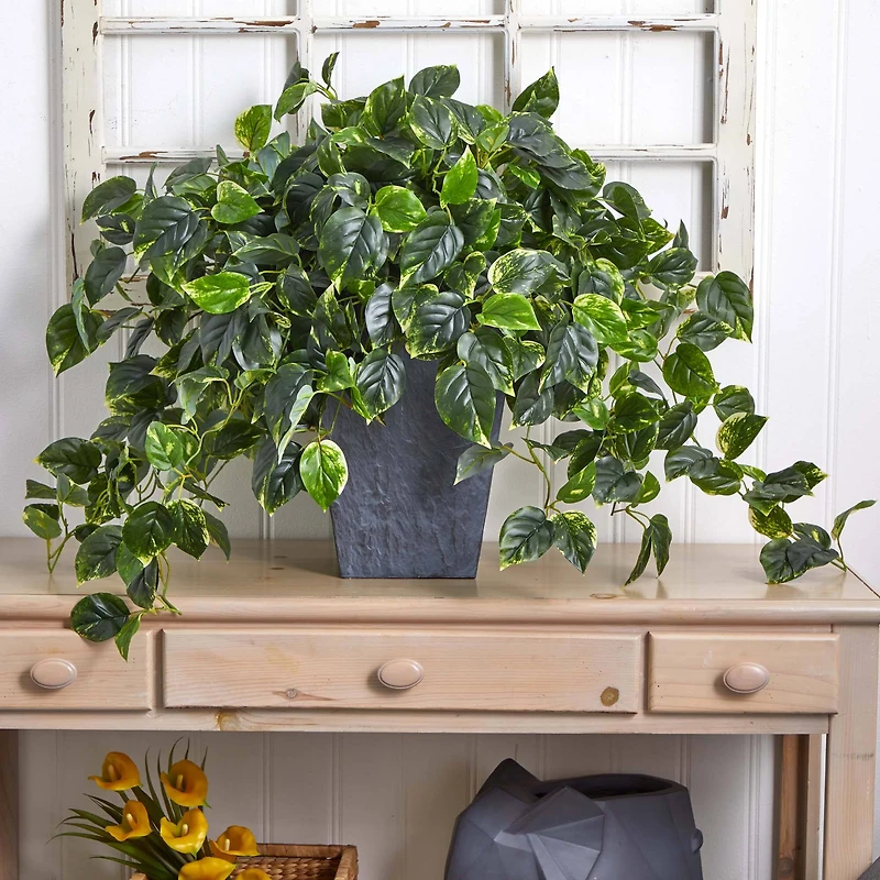 2.5ft. Hanging Pothos with Slate Planter