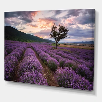 Designart - Lavender Field At Dawn III