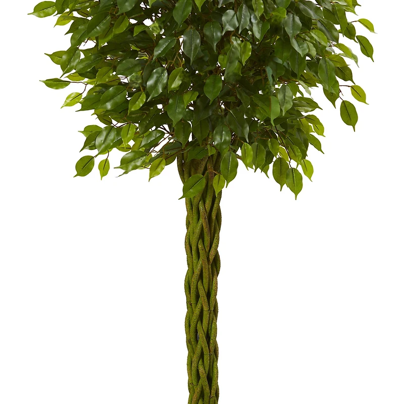 5ft. Potted Woven Trunk Ficus Tree