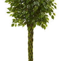 5ft. Potted Woven Trunk Ficus Tree