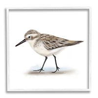 Stupell Industries Nautical Sandpiper Bird on Sand Speckled Feathers in White Frame Wall Art
