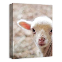 Baby Lamb 12" x 16" Canvas Wall Art