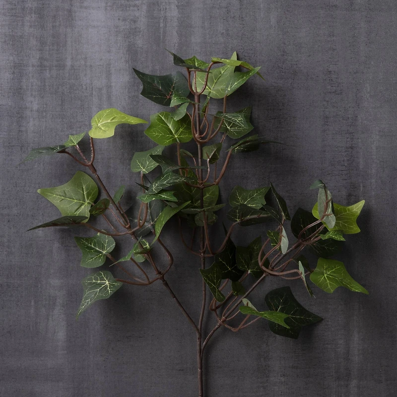 English Ivy Stem by Ashland®