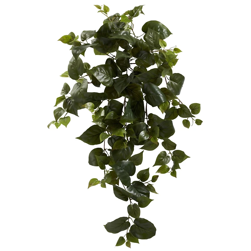 Hanging Philo Plant, 3ct.