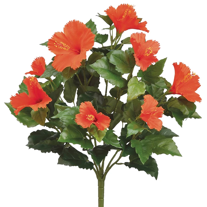Orange Hibiscus Bush