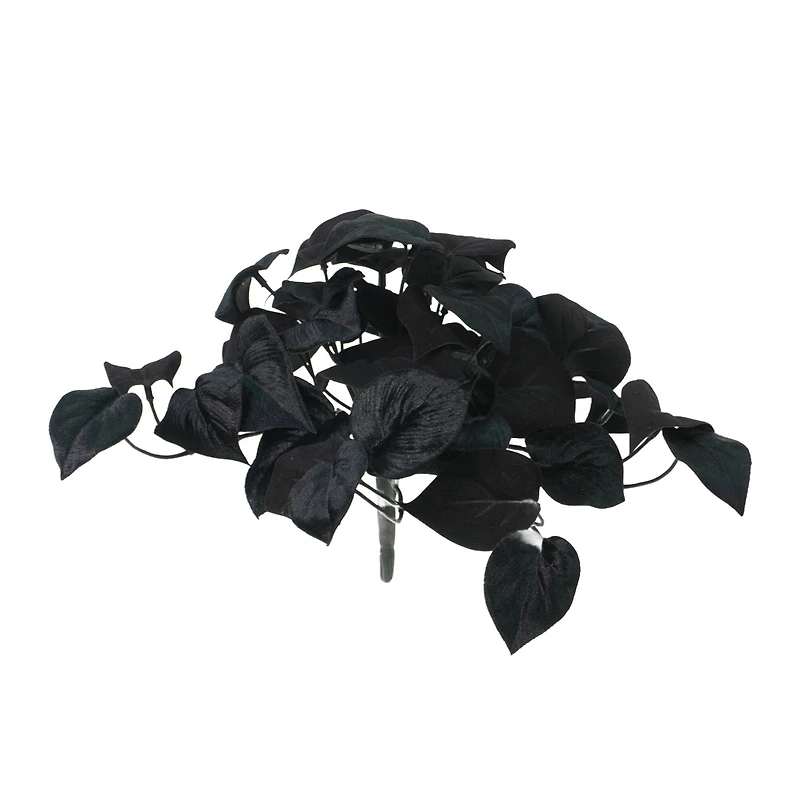 14" Black Philodendron Bush by Ashland®