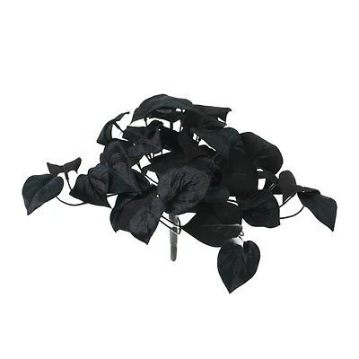 14" Black Philodendron Bush by Ashland®
