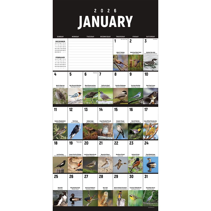 2026 Birds: Backyard and Beyond Wall Calendar