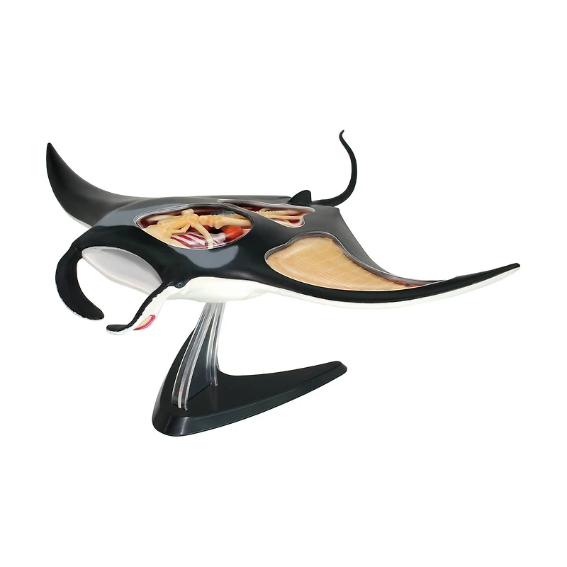 4D Vision™ Manta Ray Anatomy Model