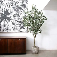 7ft. Potted Greco Eucalyptus Tree