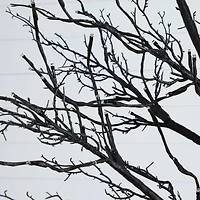 8ft. Pre-Lit Halloween Deluxe Black Twig Artificial Tree with 216 Orange & Purple LED Lights