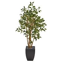 5ft. Ficus Tree in Black Planter