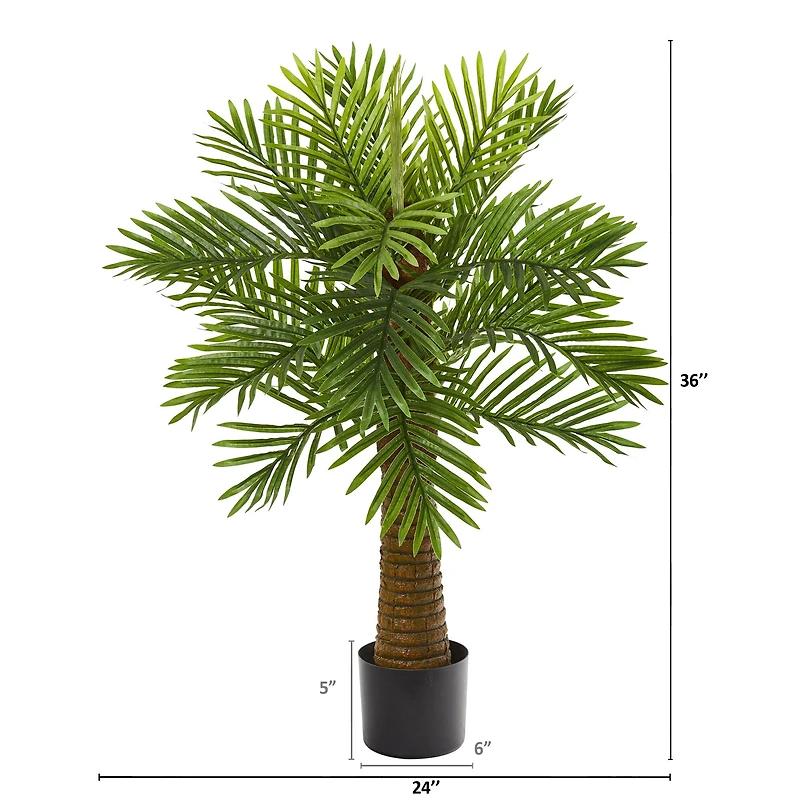 3ft. Potted Date Palm Tree
