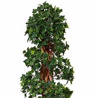 5.5ft. Potted English Ivy Spiral Topiary Tree