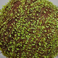 2.5ft. Mohlenbechia Ball in Black Tower Vase