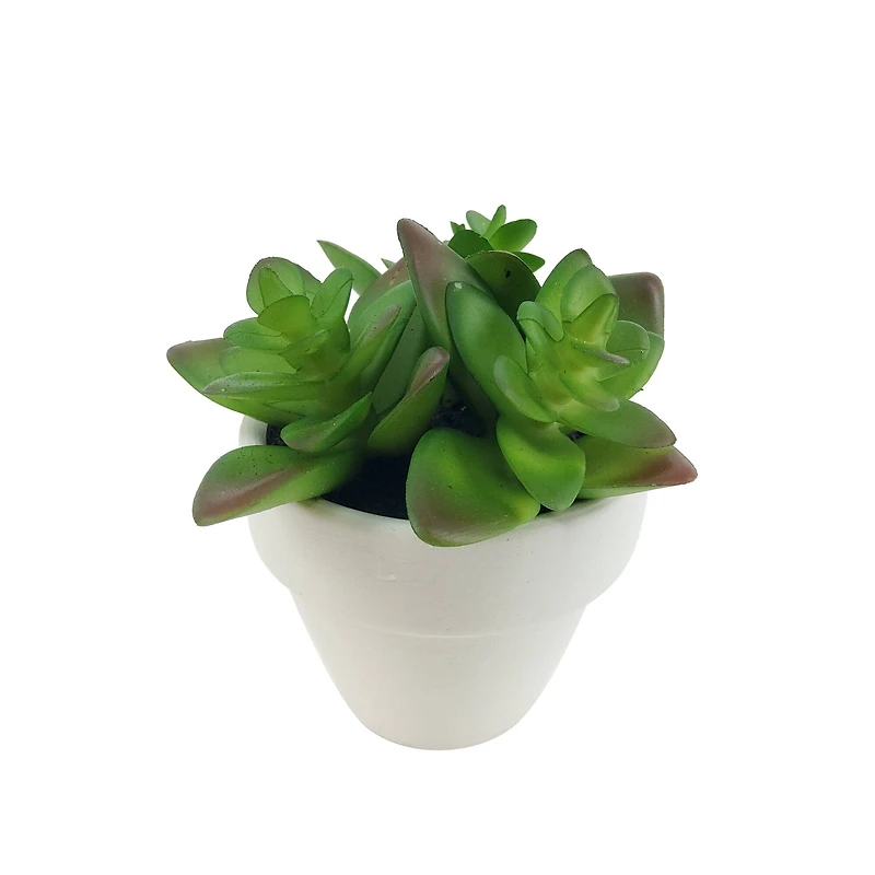 Assorted Micro Potted Succulent, 1pc. by Ashland®