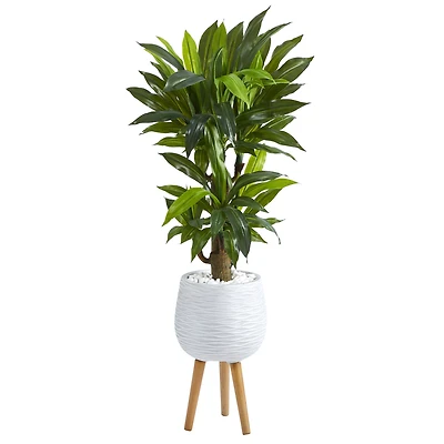 4ft. Corn Stalk Dracaena Plant in White Planter with Stand