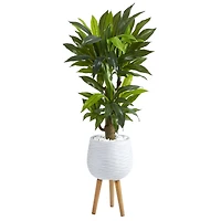 4ft. Corn Stalk Dracaena Plant in White Planter with Stand