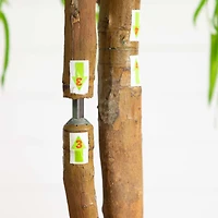 5ft. Real Touch Potted Willow Tree