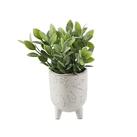 Flora Bunda® Tea Leaf In 3" Ivory Constellation Footed Set